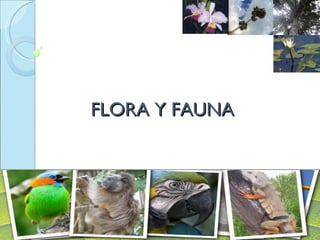 FLORA Y FAUNA 