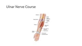 Ulnar Nerve Course
 