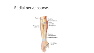 Radial nerve course.
 