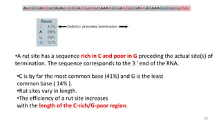 Bacterial RNA Polymerase Termination ( Intrinsic and Rho dependent ...