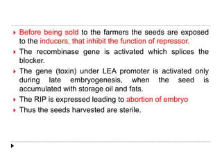  Before being sold to the farmers the seeds are exposed
to the inducers, that inhibit the function of repressor.
 The recombinase gene is activated which splices the
blocker.
 The gene (toxin) under LEA promoter is activated only
during late embryogenesis, when the seed is
accumulated with storage oil and fats.
 The RIP is expressed leading to abortion of embryo
 Thus the seeds harvested are sterile.
 