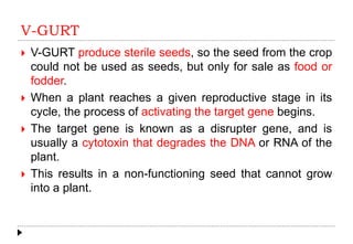 V-GURT
 V-GURT produce sterile seeds, so the seed from the crop
could not be used as seeds, but only for sale as food or
fodder.
 When a plant reaches a given reproductive stage in its
cycle, the process of activating the target gene begins.
 The target gene is known as a disrupter gene, and is
usually a cytotoxin that degrades the DNA or RNA of the
plant.
 This results in a non-functioning seed that cannot grow
into a plant.
 