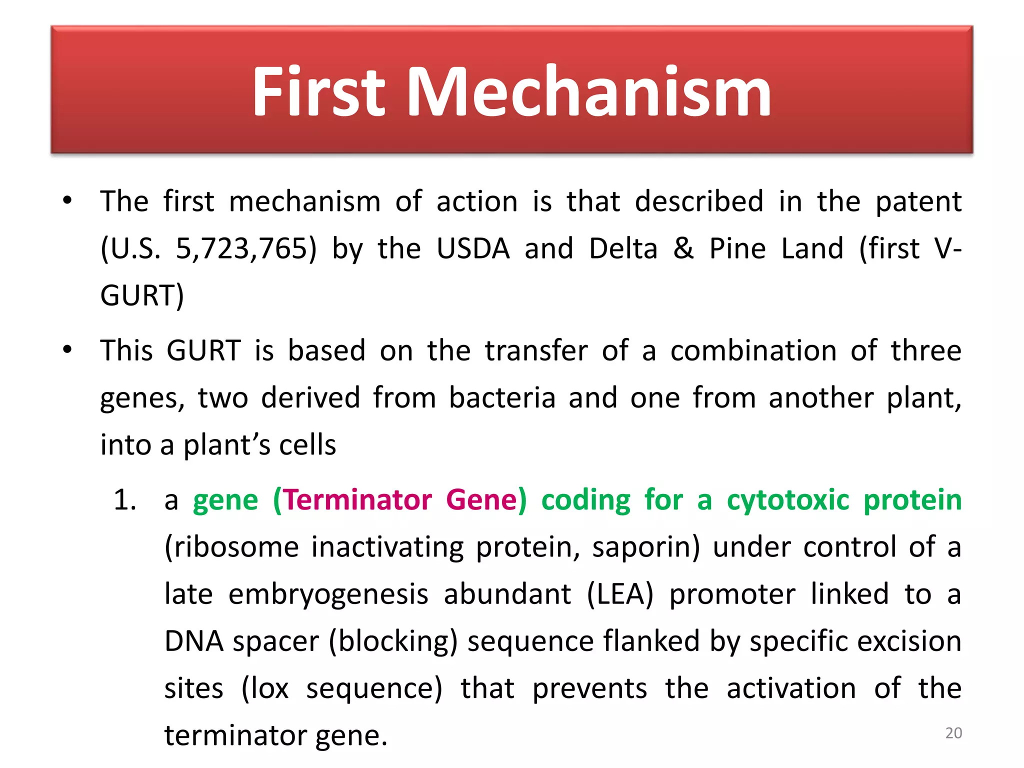First Mechanism
• The first mechanism of action is that described in the patent
(U.S. 5,723,765) by the USDA and Delta & Pine Land (first V-
GURT)
• This GURT is based on the transfer of a combination of three
genes, two derived from bacteria and one from another plant,
into a plant’s cells
1. a gene (Terminator Gene) coding for a cytotoxic protein
(ribosome inactivating protein, saporin) under control of a
late embryogenesis abundant (LEA) promoter linked to a
DNA spacer (blocking) sequence flanked by specific excision
sites (lox sequence) that prevents the activation of the
terminator gene. 20
 