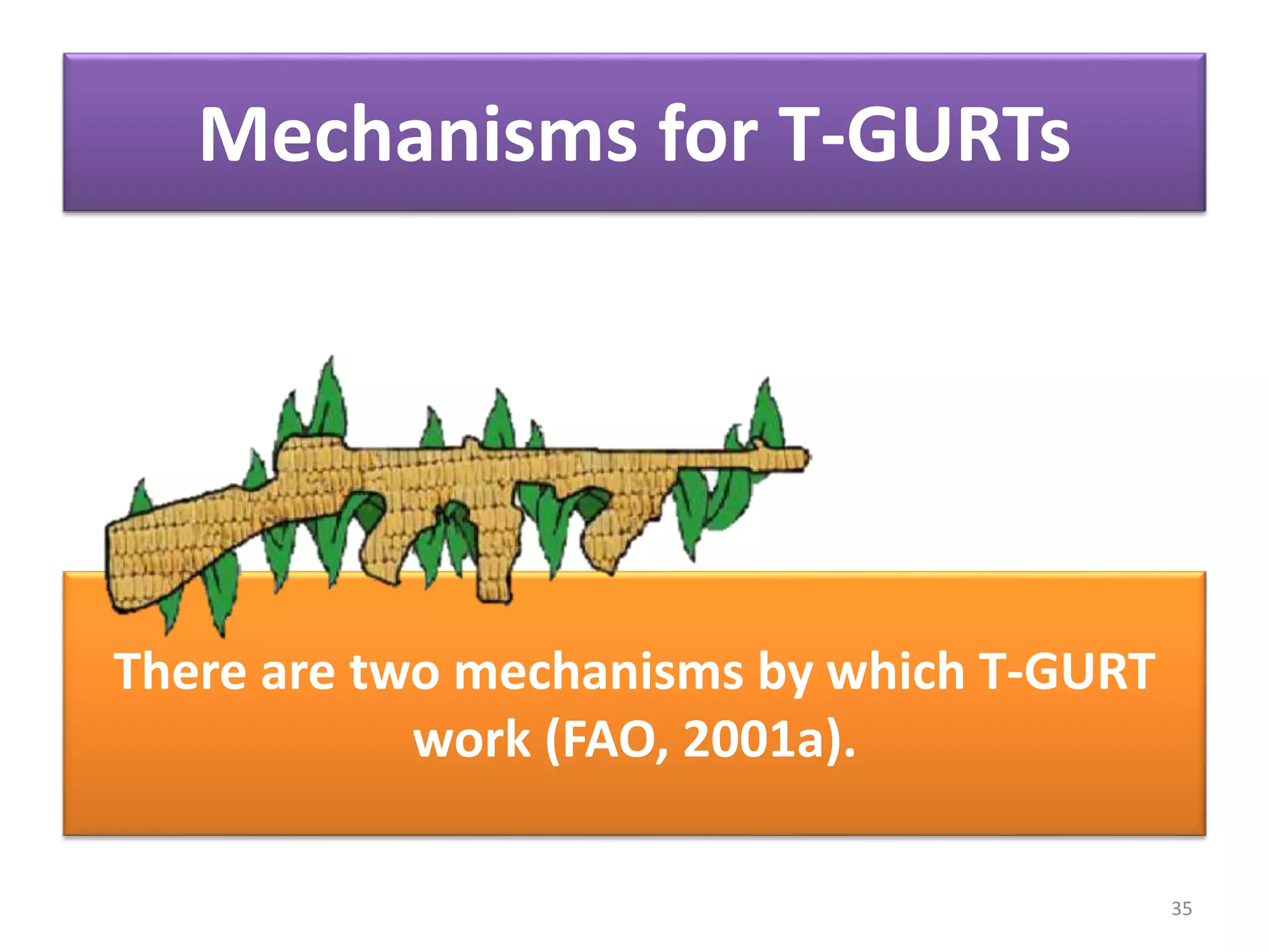There are two mechanisms by which T-GURT
work (FAO, 2001a).
35
Mechanisms for T-GURTs
 