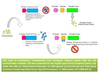 27
This type of mechanism, incorporated into transgenic tobacco plants that are not
commercially available, has been patented by the English agricultural company Zeneca Ltd.
under the titles of ‘Hybrid Seed Production’ in 1992 (patent AU 621195 B2) and ‘Plant Gene
Construct Comprising Male Flower Specific Promoters’ in 1998 (patent US 5,808,034 A).
 