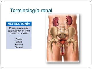 Terminología renal

NEFRECTOMÍA
 Proceso quirúrgico
para extirpar un riñón
 o parte de un riñón.

      Parcial
      Simple
      Radical
      Bilateral
 