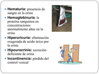  Hematuria: presencia de
    sangre en la orina
   Hemoglobinuria: la
    proteína sanguinea en
    concentraciones
    anormalmente altas en la
    orina
   Hiperuricuria: eliminación
    exagerada de acido úrico por
    la orina
   Hipourocrinia: secreción
    deficiente de orina
   Incontinencia: pérdida del
    control vesical
 