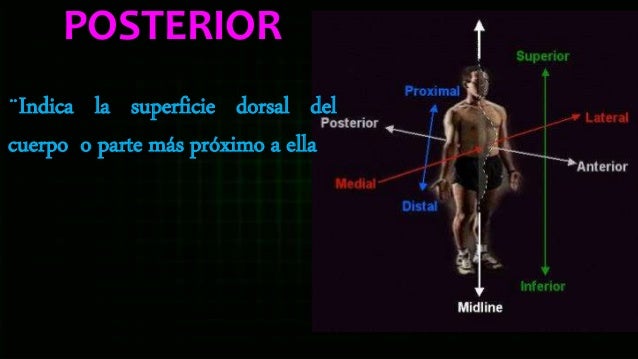 TERMINOLOGIA MÉDICA BÁSICA PARA EL ESTUDIO DE LA ANATOMÍA ...