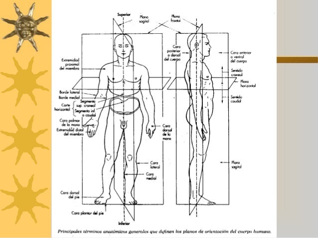 Anatomía Terminología Ejes y Planos