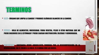 TERMINOS
- ÓRGANO QUE LIMPIA LA SANGRE Y PRODUCE GLÓBULOS BLANCOS EN LA SANGRE.
- BOLA DE ALIMENTOS, MUCOSIDAD, FIBRA VEGETAL, PELOS U OTRO MATERIAL QUE NO
PUEDE DIGERIRSE EN EL ESTÓMAGO Y PUEDE CAUSAR OBSTRUCCIÓN, ÚLCERAS Y HEMORRAGIA.
- SUSTANCIA VERDE AMARILLENTA FORMADA POR LA DESCOMPOSICIÓN DE LA
HEMOGLOBINA, DA EL COLOR A LA BILIS, ES ELIMINA CON LAS HECES.
 