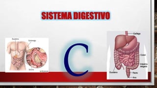 SISTEMA DIGESTIVO
 