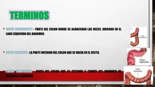 TERMINOS
- PARTE DEL COLON DONDE SE ALMACENAN LAS HECES. UBICADO EN EL
LADO IZQUIERDO DEL ABDOMEN.
- LA PARTE INFERIOR DEL COLON QUE SE VACÍA EN EL RECTO.
- PARTE DEL COLON QUE SE EXTIENDE A TRAVÉS DEL ABDOMEN DE
DERECHA A IZQUIERDA.
 