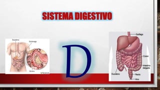 SISTEMA DIGESTIVO
 