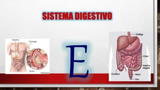 SISTEMA DIGESTIVO
 