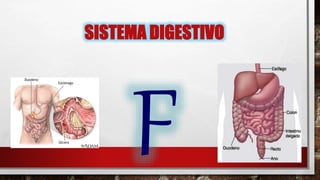 SISTEMA DIGESTIVO
 