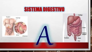 SISTEMA DIGESTIVO
 