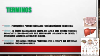 TERMINOS
- PROTRUSIÓN DE PARTE DE UN ÓRGANO A TRAVÉS DEL MÚSCULO QUE LO RODEA.
- EL ÓRGANO MÁS GRANDE DEL CUERPO, QUE LLEVA A CABO MUCHAS FUNCIONES
IMPORTANTES, COMO PRODUCIR LA BILIS, TRANSFORMAR LOS ALIMENTOS EN ENERGÍA, Y
PURIFICAR LA SANGRE DEL ALCOHOL Y LOS VENENOS.
- SUSTANCIAS QUÍMICAS PRODUCIDAS POR EL CUERPO QUE CONTROLAN
NUMEROSAS FUNCIONES CORPORALES
 