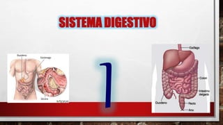 SISTEMA DIGESTIVO
 