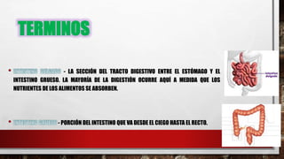 TERMINOS
- LA SECCIÓN DEL TRACTO DIGESTIVO ENTRE EL ESTÓMAGO Y EL
INTESTINO GRUESO. LA MAYORÍA DE LA DIGESTIÓN OCURRE AQUÍ A MEDIDA QUE LOS
NUTRIENTES DE LOS ALIMENTOS SE ABSORBEN.
- PORCIÓN DEL INTESTINO QUE VA DESDE EL CIEGO HASTA EL RECTO.
 