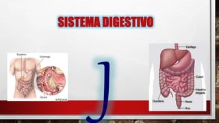 SISTEMA DIGESTIVO
 