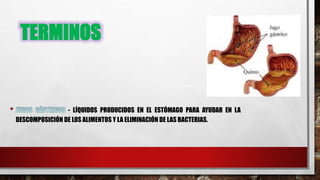 TERMINOS
- LÍQUIDOS PRODUCIDOS EN EL ESTÓMAGO PARA AYUDAR EN LA
DESCOMPOSICIÓN DE LOS ALIMENTOS Y LA ELIMINACIÓN DE LAS BACTERIAS.
 