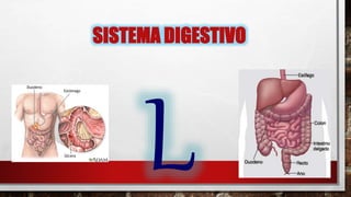SISTEMA DIGESTIVO
 