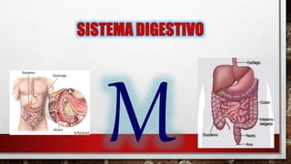 SISTEMA DIGESTIVO
 