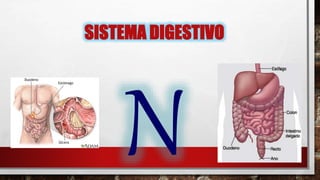 SISTEMA DIGESTIVO
 