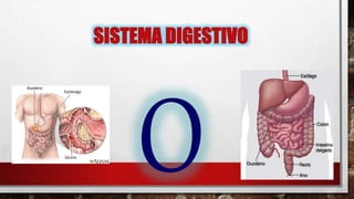 SISTEMA DIGESTIVO
 