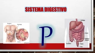 SISTEMA DIGESTIVO
 