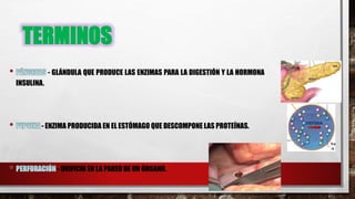 TERMINOS
- GLÁNDULA QUE PRODUCE LAS ENZIMAS PARA LA DIGESTIÓN Y LA HORMONA
INSULINA.
- ENZIMA PRODUCIDA EN EL ESTÓMAGO QUE DESCOMPONE LAS PROTEÍNAS.
- ORIFICIO EN LA PARED DE UN ÓRGANO.
 