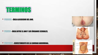 TERMINOS
- ÁREA ALREDEDOR DEL ANO.
- ÁREA ENTRE EL ANO Y LOS ÓRGANOS SEXUALES.
- REVESTIMIENTO DE LA CAVIDAD ABDOMINAL.
 