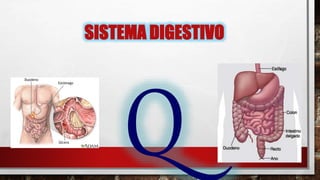 SISTEMA DIGESTIVO
 
