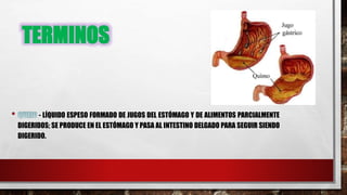 TERMINOS
- LÍQUIDO ESPESO FORMADO DE JUGOS DEL ESTÓMAGO Y DE ALIMENTOS PARCIALMENTE
DIGERIDOS; SE PRODUCE EN EL ESTÓMAGO Y PASA AL INTESTINO DELGADO PARA SEGUIR SIENDO
DIGERIDO.
 