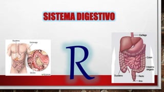 SISTEMA DIGESTIVO
 