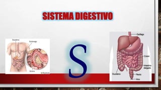 SISTEMA DIGESTIVO
 