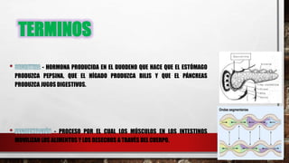 TERMINOS
- HORMONA PRODUCIDA EN EL DUODENO QUE HACE QUE EL ESTÓMAGO
PRODUZCA PEPSINA, QUE EL HÍGADO PRODUZCA BILIS Y QUE EL PÁNCREAS
PRODUZCA JUGOS DIGESTIVOS.
- PROCESO POR EL CUAL LOS MÚSCULOS EN LOS INTESTINOS
MOVILIZAN LOS ALIMENTOS Y LOS DESECHOS A TRAVÉS DEL CUERPO.
 