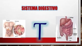 SISTEMA DIGESTIVO
 