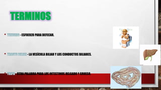 TERMINOS
- ESFUERZO PARA DEFECAR.
- LA VESÍCULA BILIAR Y LOS CONDUCTOS BILIARES.
- OTRA PALABRA PARA LOS INTESTINOS DELGADO Y GRUESO.
 