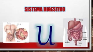SISTEMA DIGESTIVO
 