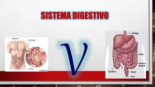 SISTEMA DIGESTIVO
 