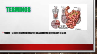 TERMINOS
• YEYUNO - SECCIÓN MEDIA DEL INTESTINO DELGADO ENTRE EL DUODENO Y EL ÍLEON.
 