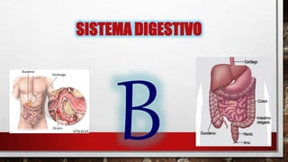 SISTEMA DIGESTIVO
 