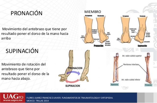 Terminología ortopedica