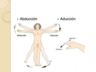 Abducción Aducción