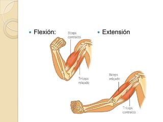 Flexión:Extensión