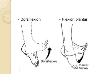 DorsiflexionFlexión plantar