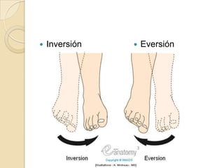 Inversión	Eversión