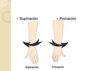 Supinación Pronación
