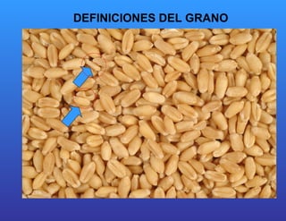 DEFINICIONES DEL GRANO  